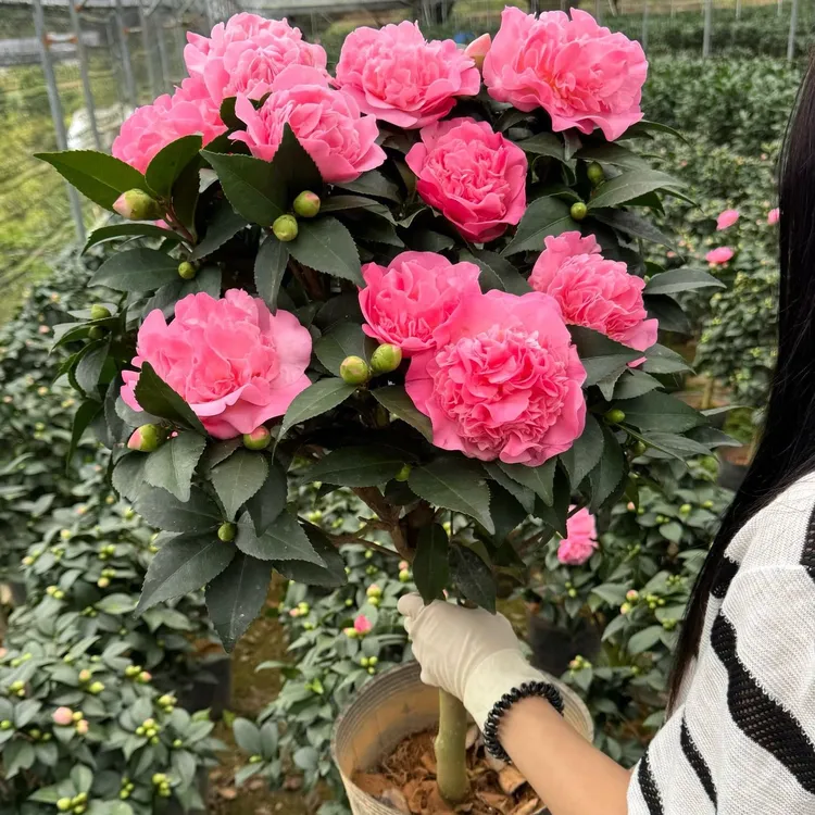 香妃茶花大苗6年左右 浓香型品种 成活率高 带花苞