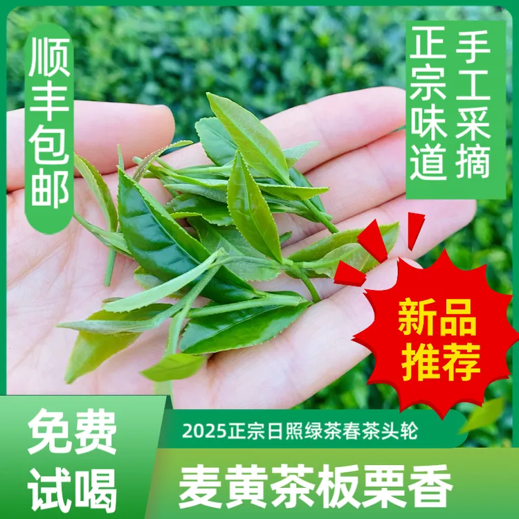 【麦黄茶板栗香】2025正宗日照绿茶春茶口粮茶耐泡味浓老茶客