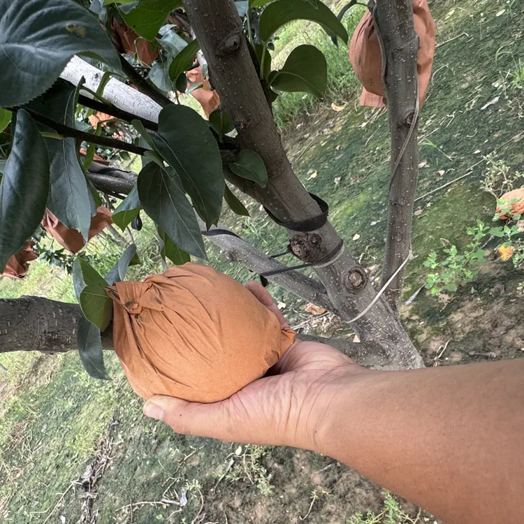 【大果】正宗秋月梨新鲜现摘当季水果脆甜多汁皮薄