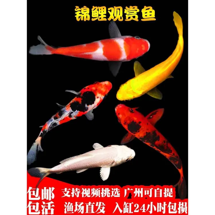 冷水淡水观赏鱼红白锦活鱼草金鱼中大型好养黄金龙凤鲤锦鲫鱼