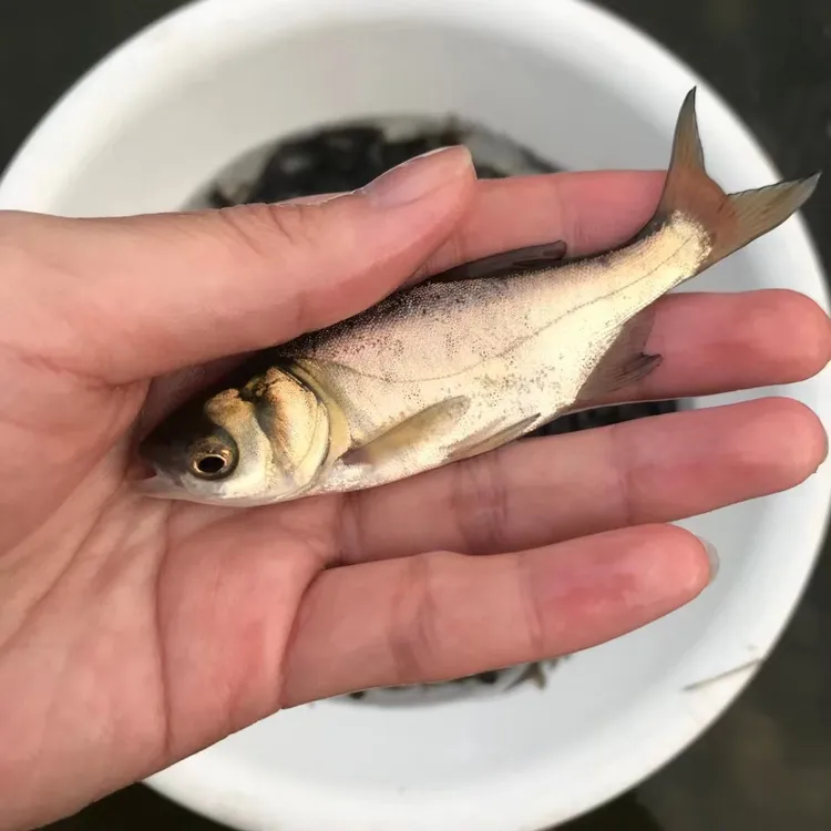 大头鱼雄鱼花鲢鱼