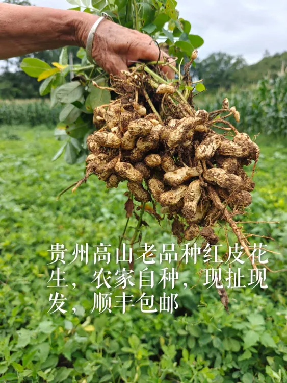贵州高山新鲜现挖带壳红皮湿花生农家自种可水煮生吃（顺丰包邮）