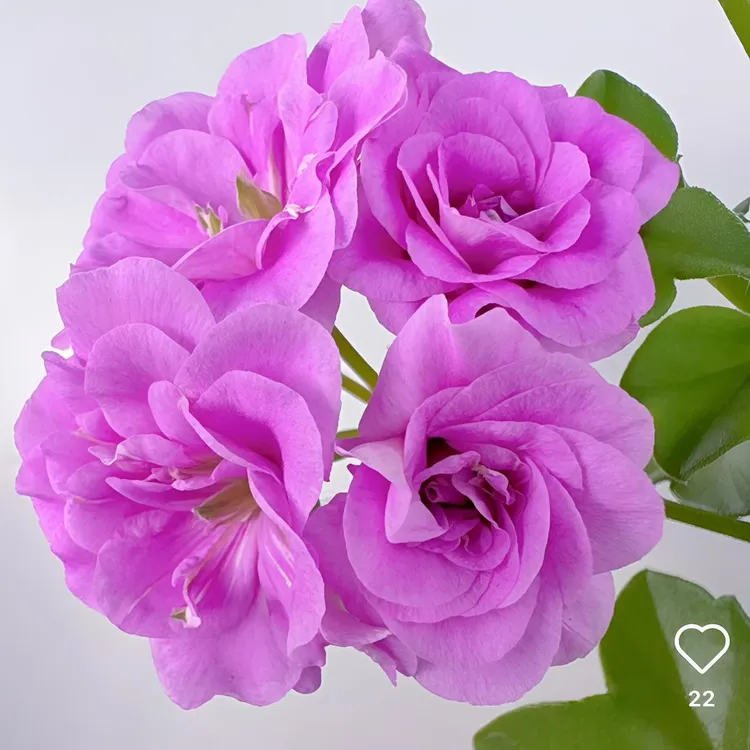 【夏日玫瑰-垂吊勤花】 紫色重瓣垂钓天竺葵 （带花苞 包对版）