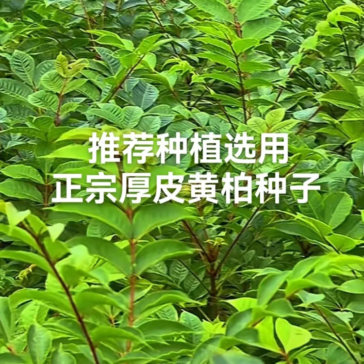 正宗大叶厚皮黄柏种子