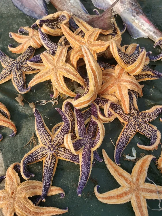 青岛新鲜海星顺丰包邮
