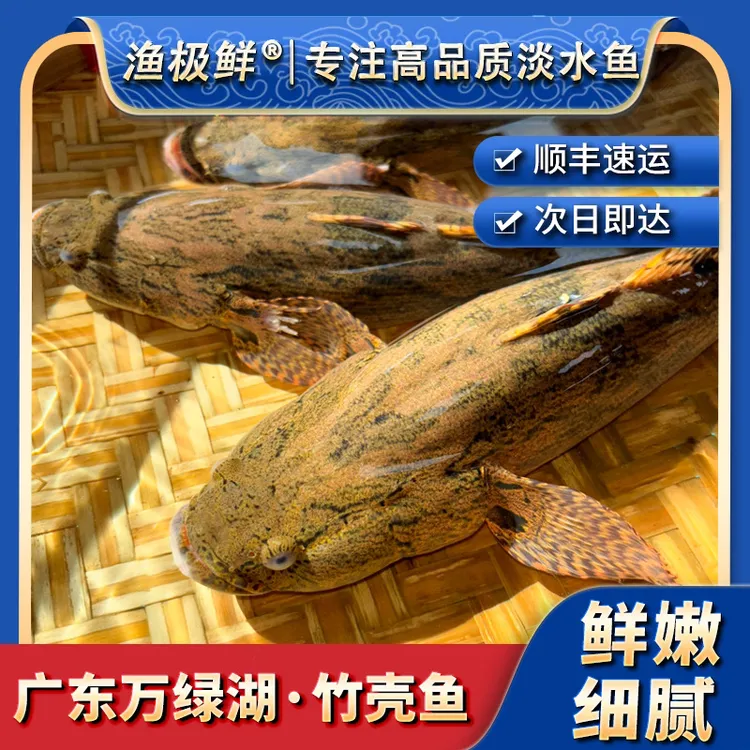 【渔极鲜】万绿湖笋壳鱼-小竹壳清蒸肉嫩呆子虎头淡水新鲜活发顺丰