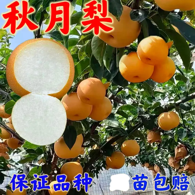 正宗秋月梨树苗雪花梨 3棵包邮南北方盆栽地栽阳台庭院种植果树苗