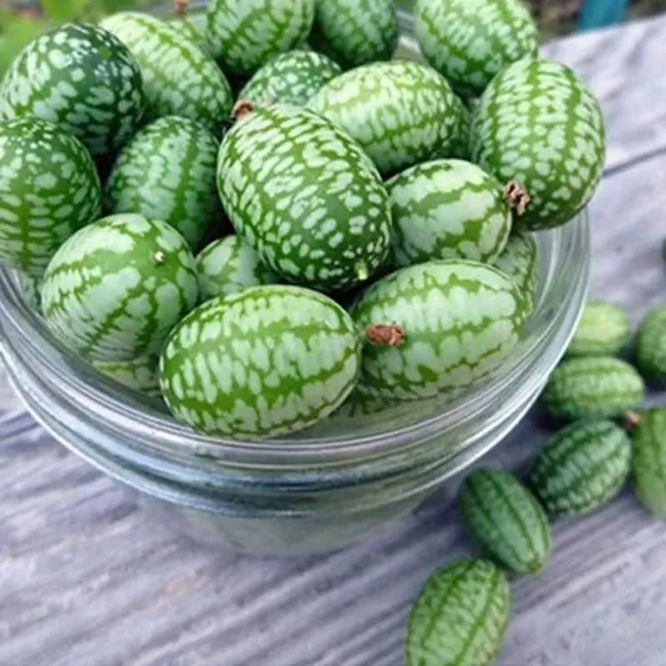 拇指西瓜种子一年四季种薄皮可吃迷你小西瓜籽种高产蔬菜水果种子