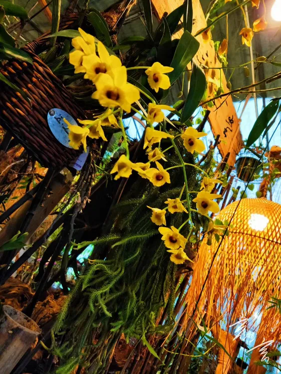 稀有黑眼栗斑鼓槌石斛鸡蛋鼓