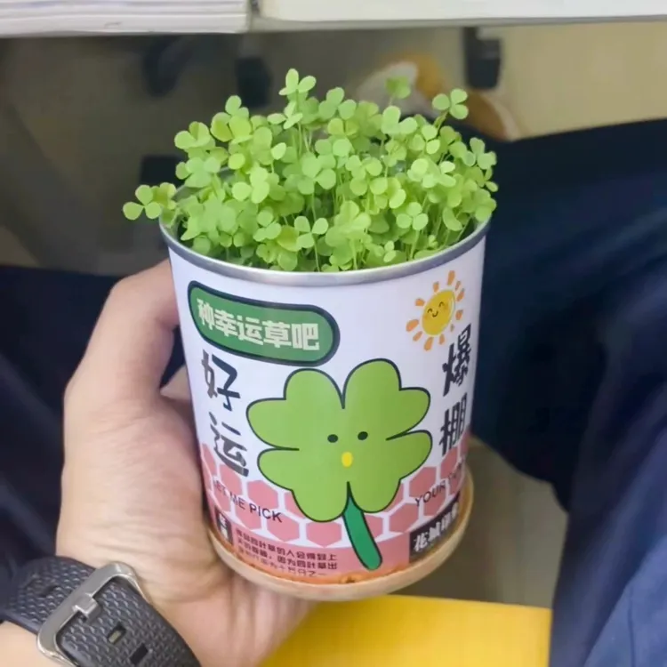 网红办公室绿植小盆栽神奇植物室内迷你桌面儿童种植罐头情绪稳定