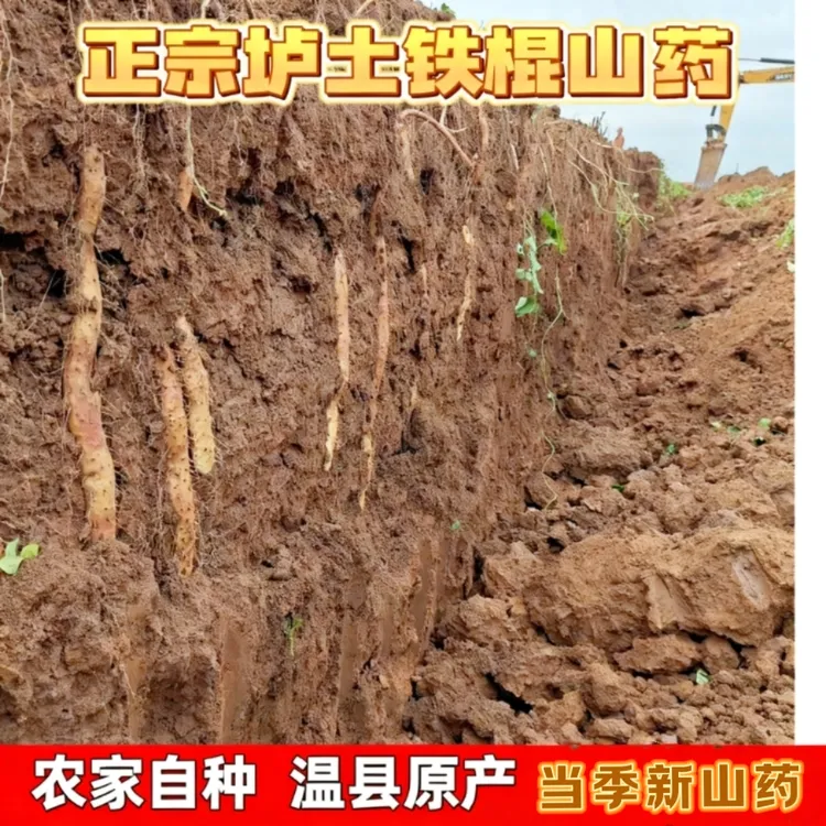 河南温县垆土铁棍山药新鲜现挖怀山药营养养生食材