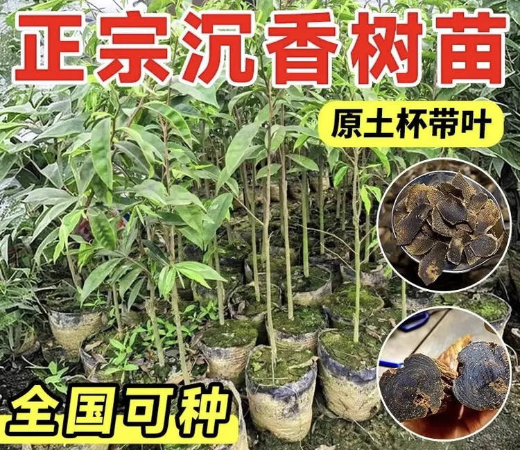 正宗奇楠沉香树苗盆栽海南棋楠沉香庭院奇楠香室外苗木沉楠香树苗
