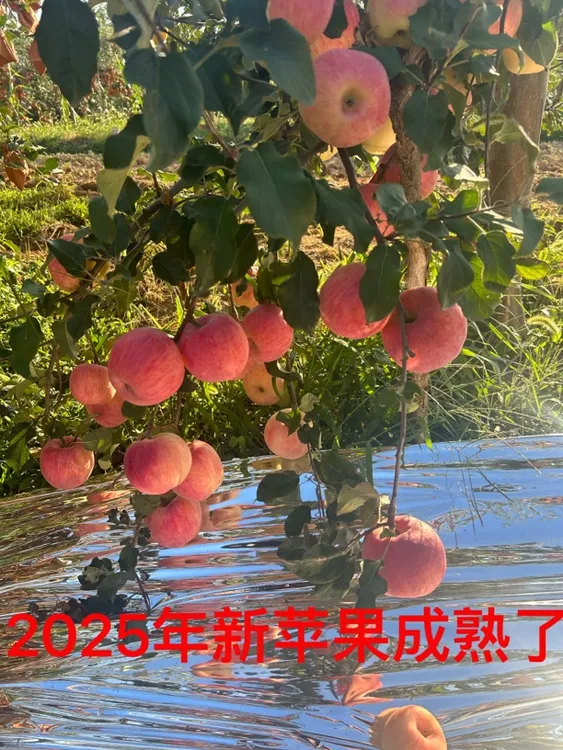 【顺丰京东】新鲜正宗的白水当季早熟时令苹果鲁丽秦阳嘎啦华硕蜜脆