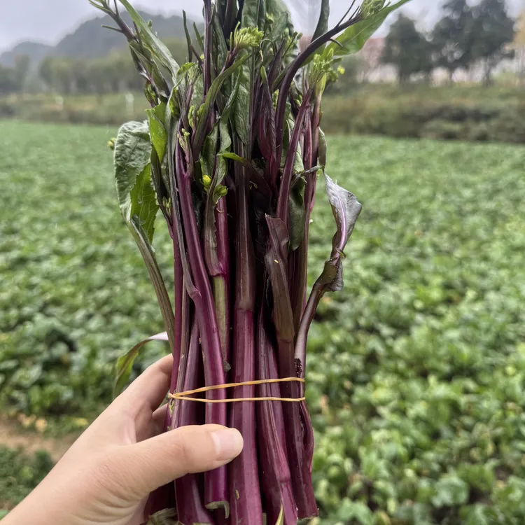 贵州高山农家自种红蔬菜心 红菜苔新鲜现摘绿色软甜新鲜蔬菜