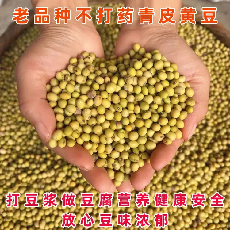 贵州青皮黄豆农家自种老品种黄豆非转基因优质青皮黄豆新货