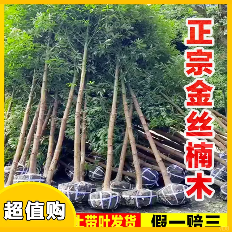 正宗四川原土金丝楠木树苗庭院名贵树苗小叶桢楠赤楠常绿耐寒楠木
