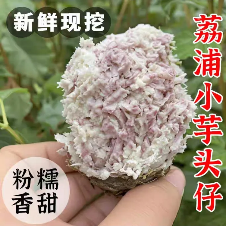 广西正宗荔浦小芋头广西荔浦新鲜现挖粉糯香芋蔬菜芋湖南辣椒