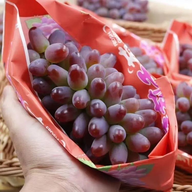 葡萄树苖夏黑蓝宝石阳光玫瑰红提葡萄苗北南方种植果树苗