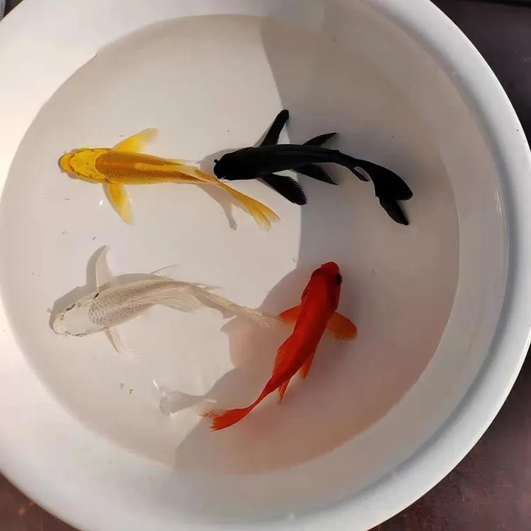 精品大锦鲤鱼冷水鱼活鱼淡水鱼草金鱼苗耐寒观赏鱼小型鱼好养耐活