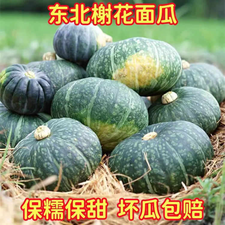 东北落花面窝瓜8到9斤