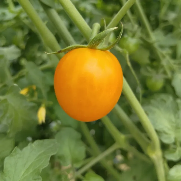 广东茂名现摘现发黄金圣女果