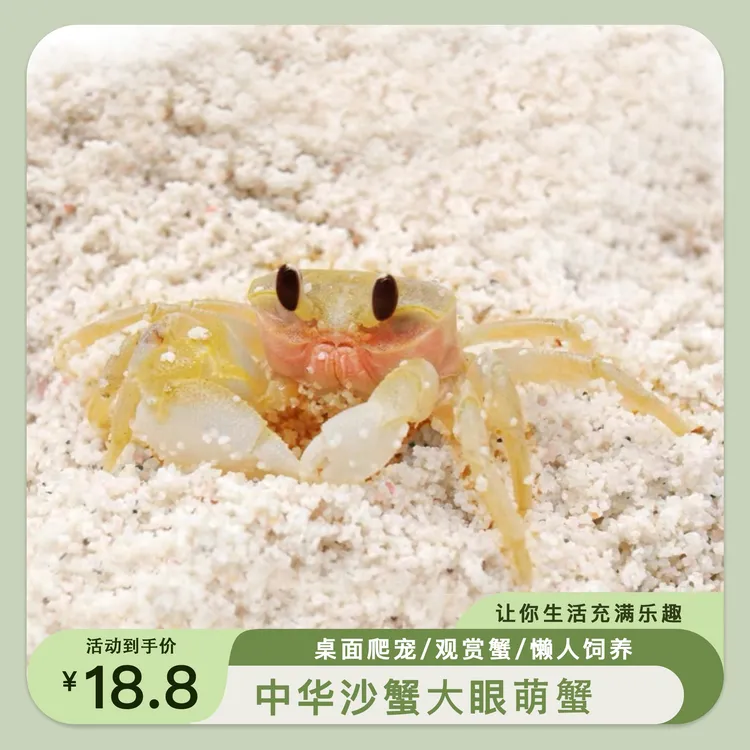 尼富中华沙蟹活体大眼萌陆生螃蟹懒人宠物寄居蟹淡水易养活饲养