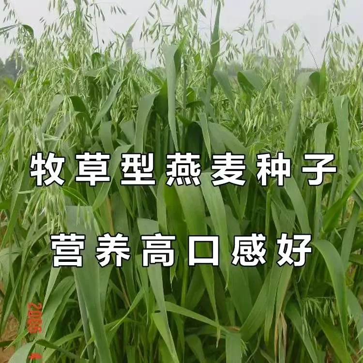 晚熟燕麦种子高产高蛋白耐寒养殖牧草籽多茬收割家禽喜食畜牧种籽
