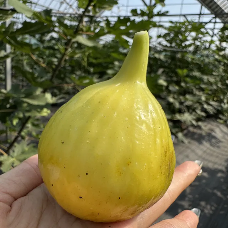 两天内发货无花果