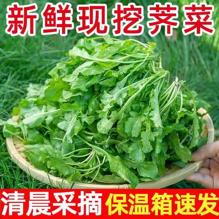 【新鲜现挖】河南漏天种植荠菜大叶新鲜农家现摘现发荠荠菜耐寒野菜