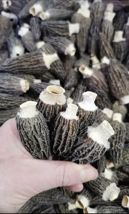 云南头茬羊肚菌干货肉厚纹理清晰煲汤营养美味食材