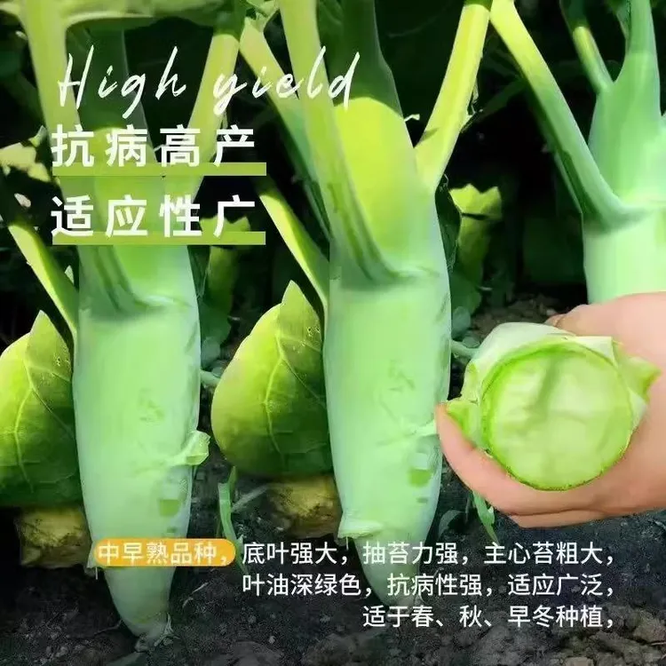 鸡腿芥兰菜种子适合阳台盆栽四季可种脆甜可口