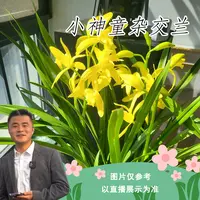 【云】小神童杂交兰花室内阳台好养绿植花卉盆栽  
