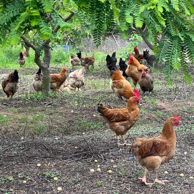 【潮蔬潮味】正宗荔园鸡农家散养鸡肉新鲜/盒装切块广东顺丰包邮