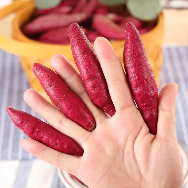 金手指小香薯软糯香甜宝宝辅食红皮黄心地瓜