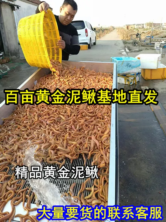 清洁鱼黄金泥鳅清道夫鱼观赏鱼冷水鱼好养活鱼缸金龙鳅金色泥鳅鱼