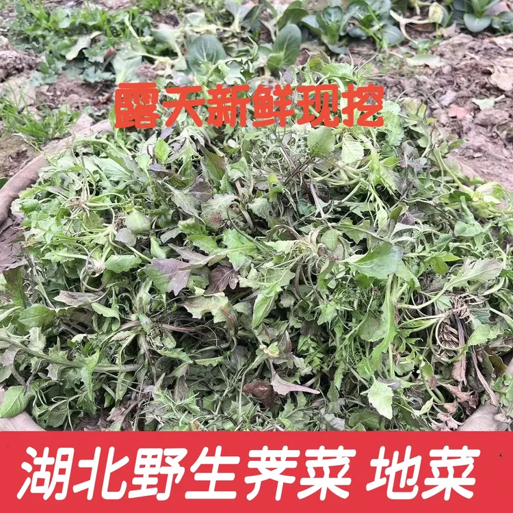 湖北现挖 野生地菜荠菜野菜春卷美味馄饨饺子火锅包邮野生荠菜野