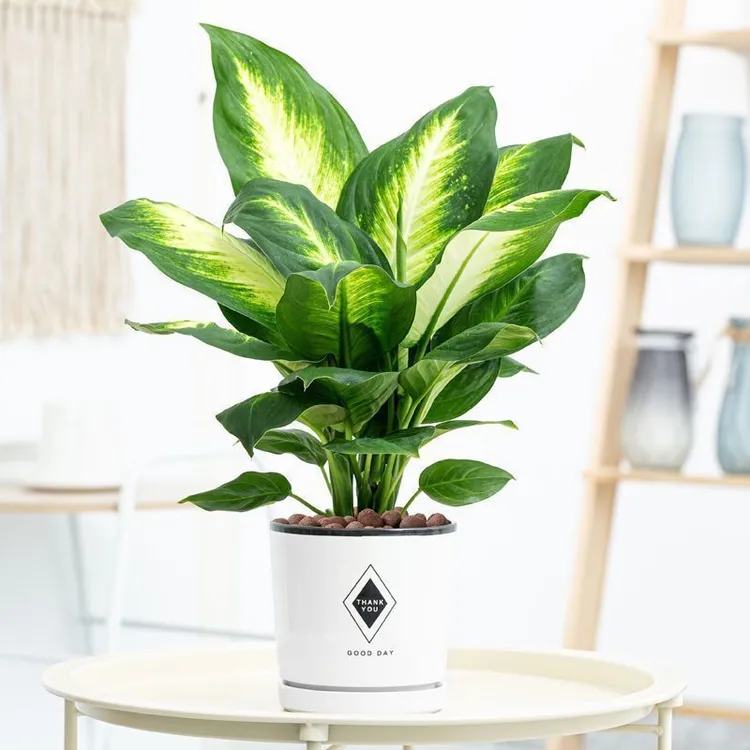 玛丽安万年青盆栽银皇后室内客厅四季常青好养活大盆水养绿植