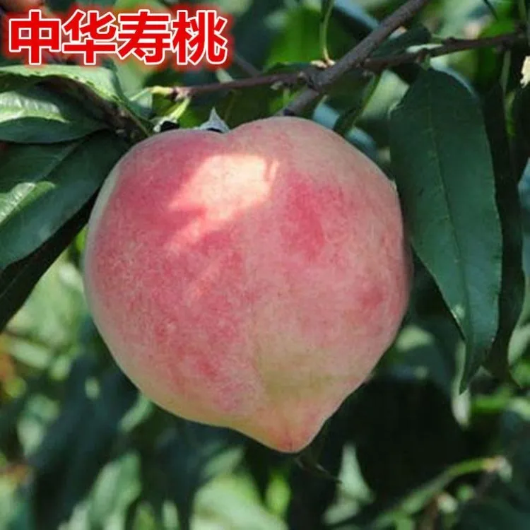 2-3年苗买一送一 中华寿桃树苗嫁接桃树苗南北方盆栽地栽当年结果