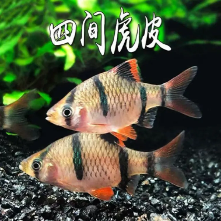 虎皮鱼活体观赏鱼四间热带鱼小型鱼淡水宠物鱼群游好养耐活养鱼