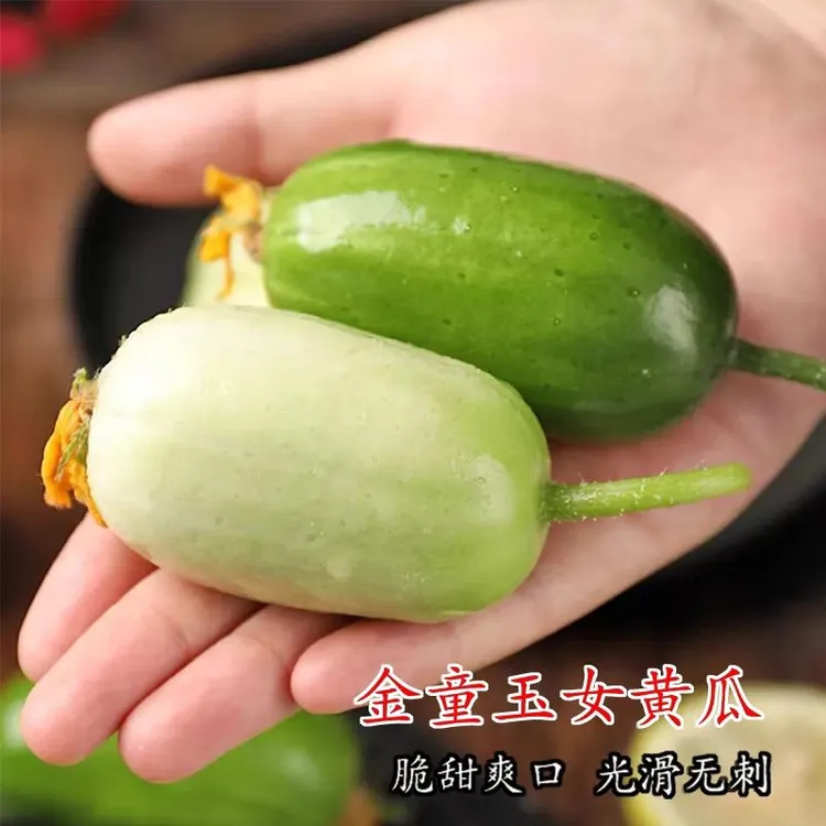 超迷你无刺水果黄瓜拇指黄瓜金童玉女黄瓜种手指黄瓜节节有瓜