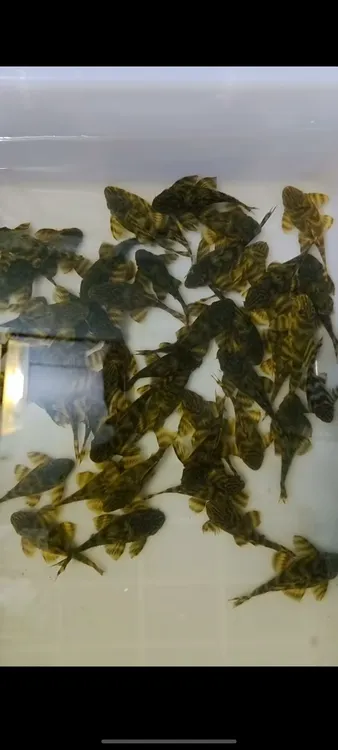 L398 黄老虎种鱼  异形鱼