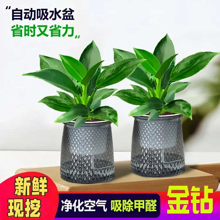 【净化空气】金钻绿公主吸甲醛小棵好养盆栽花卉水培绿植物吸毒大王