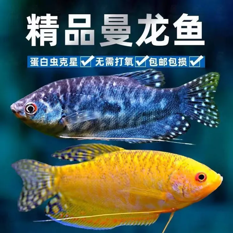 曼龙鱼淡水鱼不用打氧气混养的小型鱼冷水鱼好养的鱼活体小鱼缸鱼