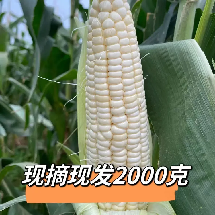 【现摘】鸿斌白甜糯带皮发货甜糯玉米软生态早餐代餐4斤装顺丰包邮