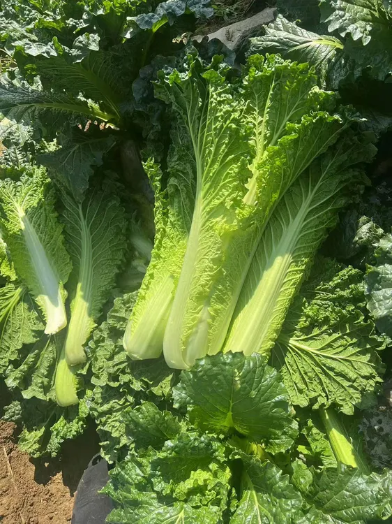 贵州毕节农村路天种值被霜雪压过的火锅菜