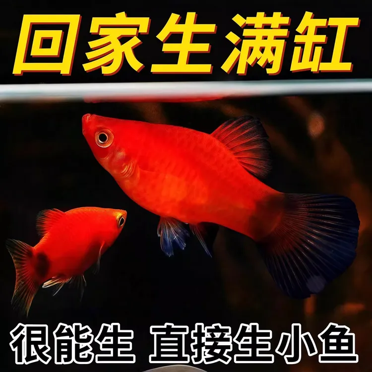 适合新手精品红米奇鱼直接生下来的就是小鱼胎生鱼小型热带鱼包邮