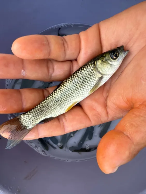 草鱼苗鱼苗活体批发淡水养殖鱼四大家水族草鱼苗批发上浮鱼