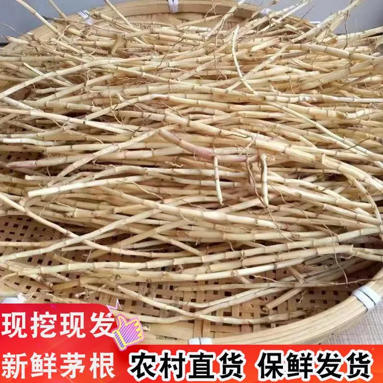 新鲜白茅根茅草根白毛根地节根甜丝毛寒毛根竹蔗根马蹄茅根草