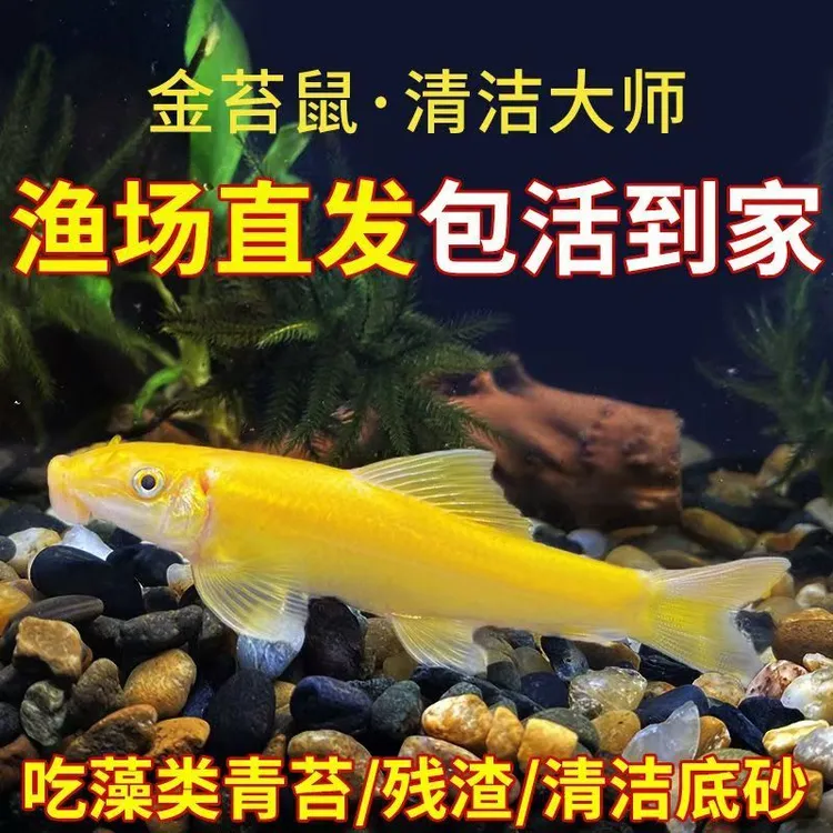 【鱼缸除藻工】黄金胡子鱼缸金苔鼠工具鼠鱼热带观赏鱼除藻粪便鱼