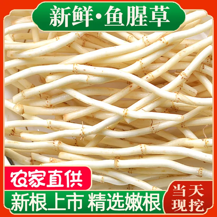 【新根上市】农家现挖鱼腥草新鲜折耳根嫩根中药材湖北节儿根蔬菜